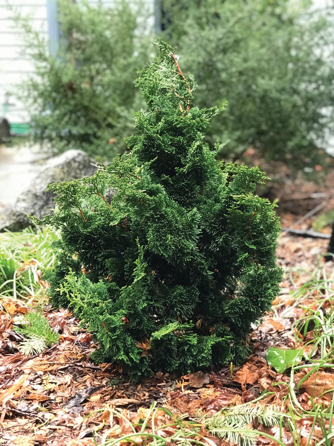 This slow-growing dwarf hinoki cypress will reach a height of about six feet. It requires little maintenance and adds interesting texture to the garden.